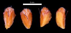 Cotoneaster bullatus: Pyrenes.
 Image: D. Glenny © Landcare Research 2017 CC BY 3.0 NZ